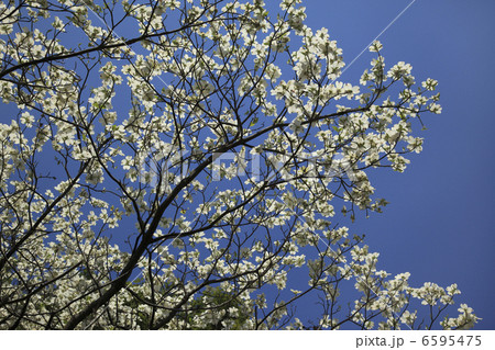 ハナミズキ 6595475