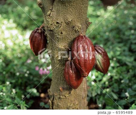 カカオの実 カカオの実 6595489