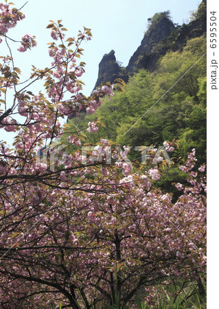 八重桜と岩峰（妙義山） 6595504
