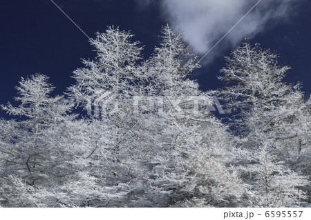 霧氷の木々 6595557