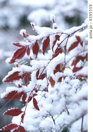 雪を被った南天の葉 6595559