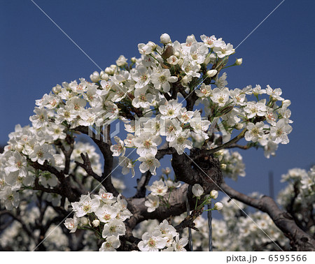 ナシの花（新高） 6595566