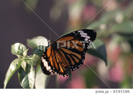 スジグロカバマダラ 6595586