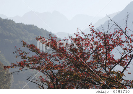 紅葉と南ア・鋸岳 6595710