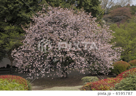 八重桜 6595787