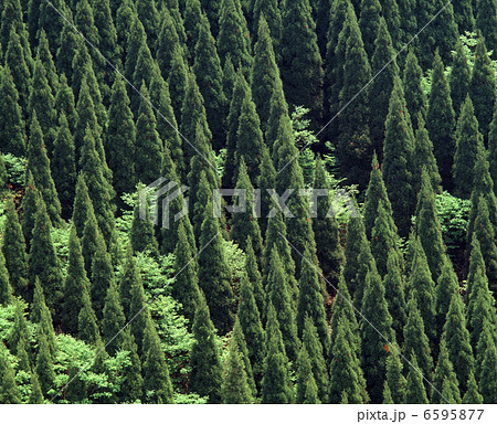 杉林 杉林 6595877