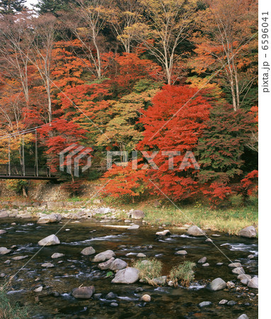 塩原渓谷の紅葉 6596041