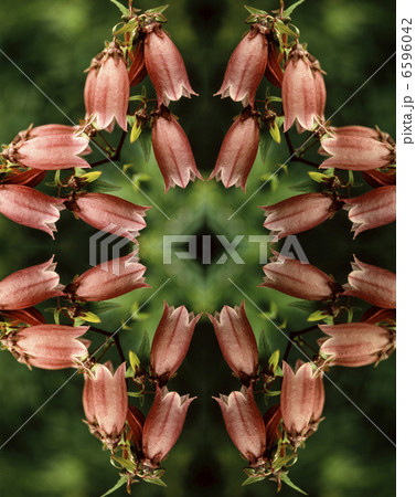 万華鏡（kaleidoscope） 6596042