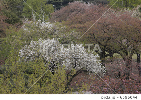 八重桜 6596044