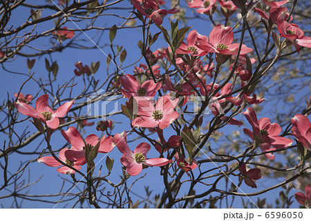 ハナミズキ 6596050