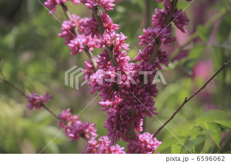 ハナズオウ ハナズオウ 6596062