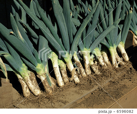 下仁田ねぎ 6596082