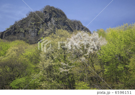 桜と岩峰 6596151