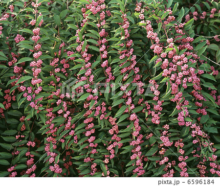 コムラサキ 6596184