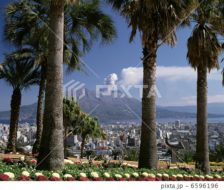 桜島と椰子の木 桜島と椰子の木 6596196
