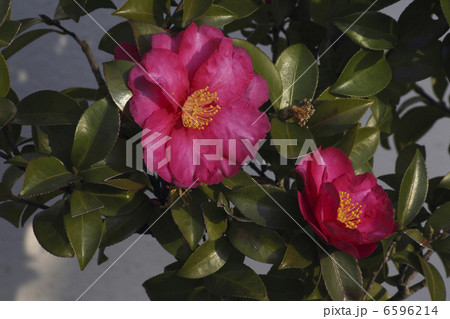 サザンカ 6596214