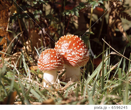 ベニテングダケ 6596245