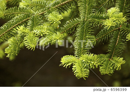 かやの木 6596399