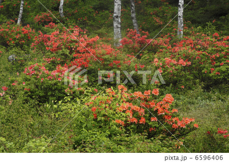 白樺とレンゲツツジ 6596406