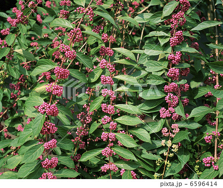 コムラサキ 6596414