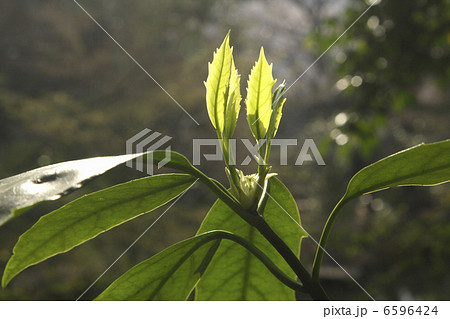アオキの新芽 アオキの新芽 6596424