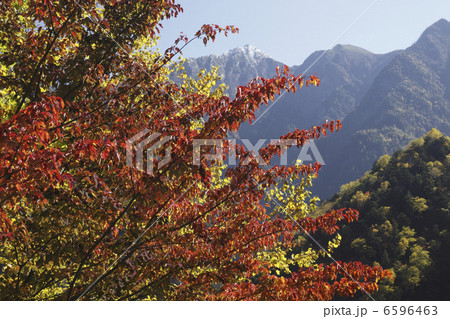 紅葉と南ア・甲斐駒ケ岳 6596463