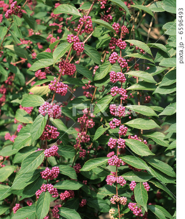 コムラサキ 6596493