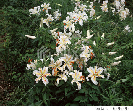 ヤマユリ群生 6596495