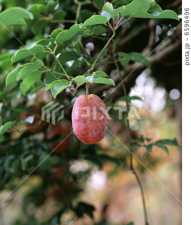 ムベの実 ムベの実 6596496