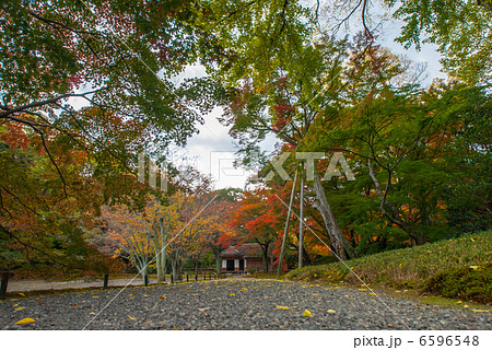 仙洞御所 醒花亭と桜の馬場 仙洞御所 醒花亭と桜の馬場 6596548