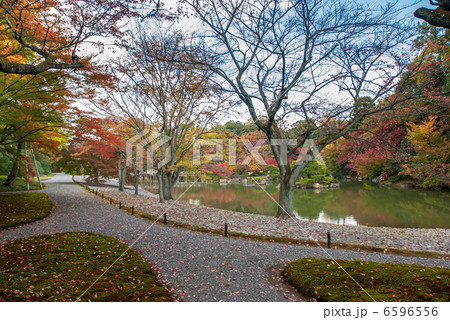 仙洞御所　南池の桜の馬場 6596556