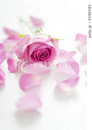 バラの花びら 6596582
