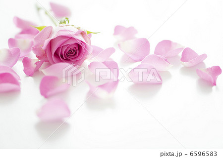 バラの花びら 6596583