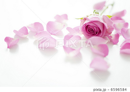 バラの花びら 6596584