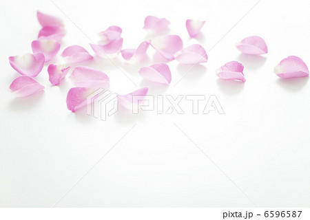 バラの花びら 6596587