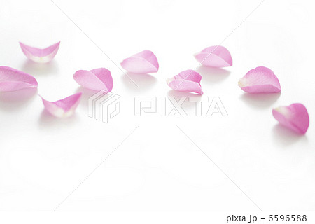 バラの花びら バラの花びら 6596588