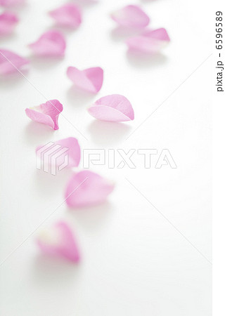 バラの花びら 6596589