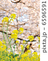 春の花　菜の花と桜 6596591
