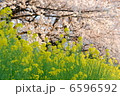 春の花　菜の花と桜 6596592