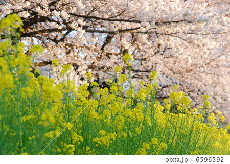 春の花　菜の花と桜 6596592