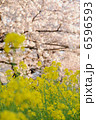 春の花　菜の花と桜 6596593