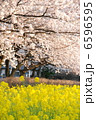 春の花　菜の花と桜 6596595