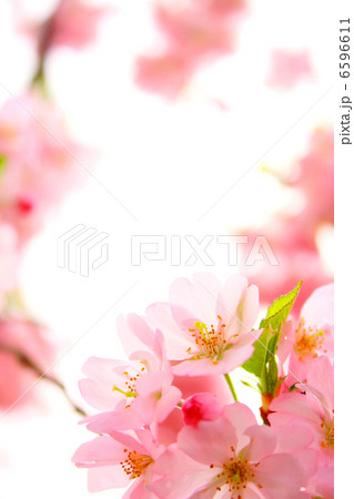 満開の桜 6596611