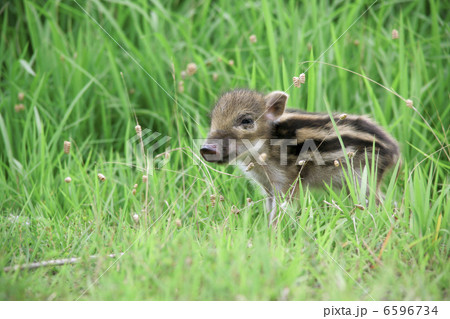 イノシシの子供 イノシシの子供 6596734