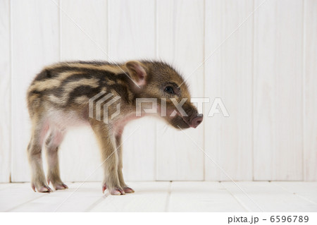 イノシシの子供 6596789