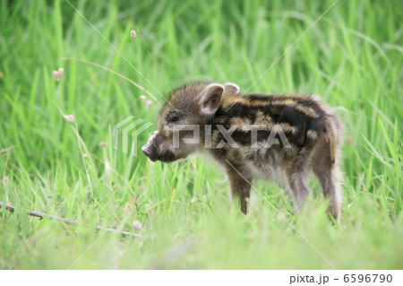 イノシシの子供 イノシシの子供 6596790
