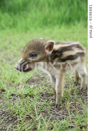 イノシシの子供 イノシシの子供 6596881