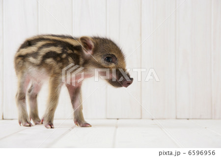 イノシシの子供 6596956