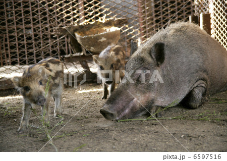 イノシシの親子 イノシシの親子 6597516