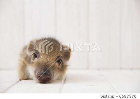 イノシシの子供 6597570